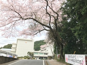 桜